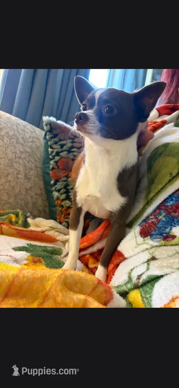 Hershey  – Chihuahua, Chinese Crested puppy for sale in Lynchburg, VA