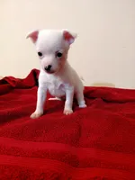 Chardonnay , a female Chihuahua and Chinese Crested for sale in Lynchburg, VA – 4 of 8