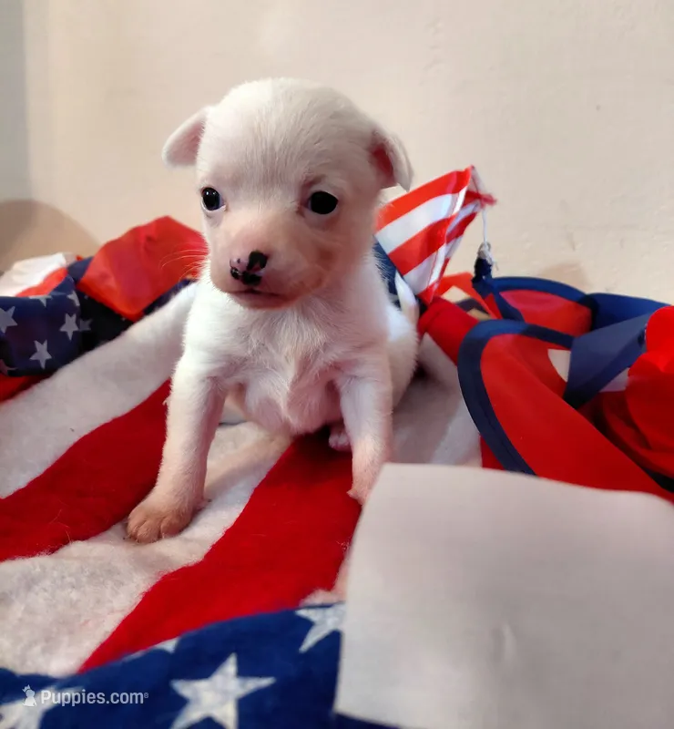 Chardonnay – Chihuahua, Chinese Crested puppy for sale in Lynchburg, VA
