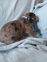 Achilles (royal blue), a female Great Dane for sale in Lynchburg, VA – Photo 2 of 5