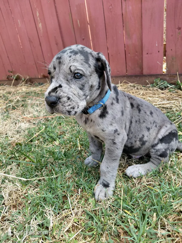 Achilles (royal blue)