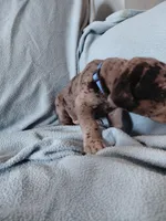 Achilles (royal blue), a female Great Dane for sale in Lynchburg, VA – Photo 3 of 5