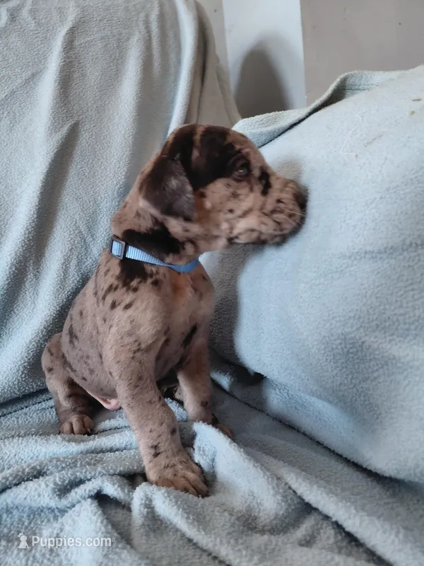 Achilles (royal blue)