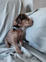 Achilles (royal blue), a female Great Dane for sale in Lynchburg, VA – Photo 1 of 5