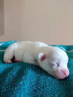 Chardonnay, a female Chihuahua and Chinese Crested for sale in Lynchburg, VA – 3 of 4