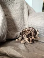 Hermies (Sky Blue, a male Great Dane for sale in Lynchburg, VA – Photo 4 of 6