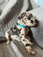 Hermies (Sky Blue, a male Great Dane for sale in Lynchburg, VA – Photo 2 of 6