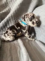 Hermies (Sky Blue, a male Great Dane for sale in Lynchburg, VA – Photo 1 of 6