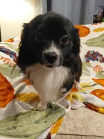 Teddy, a male Pomchi for sale in Lynchburg, VA – 6 of 6