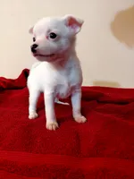 Chardonnay , a female Chihuahua and Chinese Crested for sale in Lynchburg, VA – 3 of 8