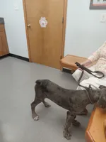 Titan (red), a male Great Dane for sale in Lynchburg, VA – 6 of 10