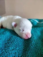 Chardonnay, a female Chihuahua and Chinese Crested for sale in Lynchburg, VA – 2 of 4