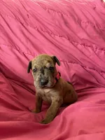 Iris (pink), a female Great Dane for sale in Lynchburg, VA – Photo 3 of 5