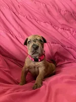 Iris (pink), a female Great Dane for sale in Lynchburg, VA – Photo 5 of 5