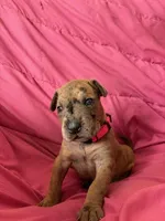 Iris (pink), a female Great Dane for sale in Lynchburg, VA – Photo 1 of 5