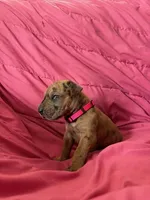 Iris (pink), a female Great Dane for sale in Lynchburg, VA – Photo 2 of 5