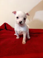 Chardonnay , a female Chihuahua and Chinese Crested for sale in Lynchburg, VA – 1 of 8