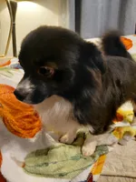 Teddy, a male Pomchi for sale in Lynchburg, VA – 1 of 6