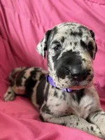 Hera (purple, a female Great Dane for sale in Lynchburg, VA – Photo 1 of 8