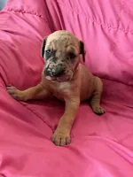 Athena (yellow), a female Great Dane for sale in Lynchburg, VA – Photo 1 of 6