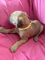 Athena (yellow), a female Great Dane for sale in Lynchburg, VA – Photo 4 of 6