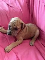 Athena (yellow), a female Great Dane for sale in Lynchburg, VA – Photo 3 of 6