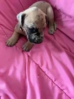 Athena (yellow), a female Great Dane for sale in Lynchburg, VA – Photo 2 of 6