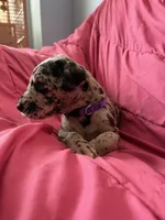 Hera (purple, a female Great Dane for sale in Lynchburg, VA – Photo 2 of 8