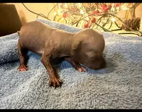 SYLVESTER, a male Chinese Crested for sale in Lynchburg, VA – Photo 3 of 5