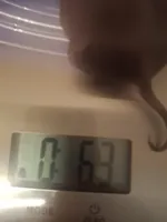 SYLVESTER, a male Chinese Crested for sale in Lynchburg, VA – Photo 5 of 5