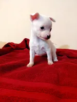 Chardonnay , a female Chihuahua and Chinese Crested for sale in Lynchburg, VA – 7 of 8