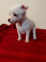 Chardonnay , a female Chihuahua and Chinese Crested for sale in Lynchburg, VA – 6 of 8