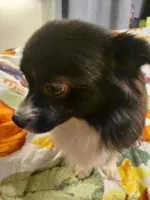 Teddy, a male Pomchi for sale in Lynchburg, VA – 5 of 6