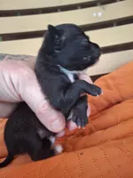 Dolce, a female Chihuahua and Chinese Crested for sale in Lynchburg, VA – Photo 3 of 4