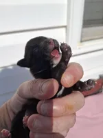 Dolce, a female Chihuahua and Chinese Crested for sale in Lynchburg, VA – Photo 4 of 4
