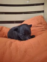 Dolce, a female Chihuahua and Chinese Crested for sale in Lynchburg, VA – Photo 1 of 4