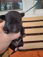 Dolce, a female Chihuahua and Chinese Crested for sale in Lynchburg, VA – Photo 2 of 4