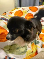 Teddy, a male Pomchi for sale in Lynchburg, VA – 2 of 6