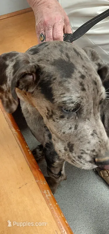 Titan (red) – Great Dane puppy for sale in Lynchburg, VA