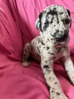 Gaia (white), a female Great Dane for sale in Lynchburg, VA – Photo 1 of 7