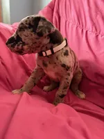 Gaia (white), a female Great Dane for sale in Lynchburg, VA – Photo 4 of 7