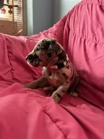 Gaia (white), a female Great Dane for sale in Lynchburg, VA – Photo 2 of 7