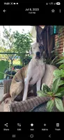 Gaia (white), a female Great Dane for sale in Lynchburg, VA – Photo 7 of 7