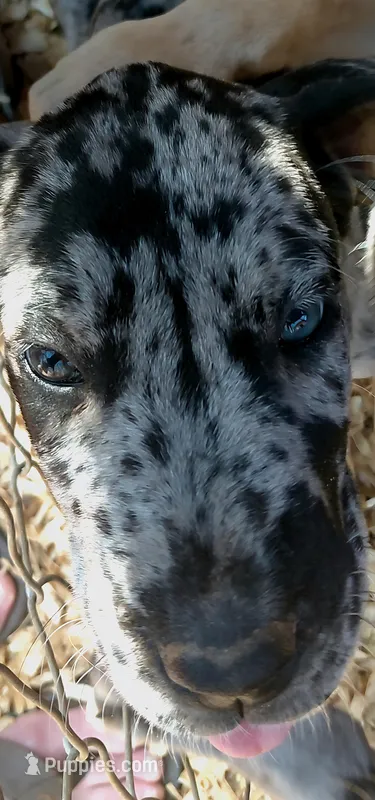 Gaia (white) – Great Dane puppy for sale in Lynchburg, VA