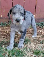 Titan (red), a male Great Dane for sale in Lynchburg, VA – 2 of 10