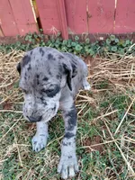 Titan (red), a male Great Dane for sale in Lynchburg, VA – 3 of 10