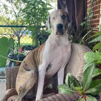 Titan (red), a male Great Dane for sale in Lynchburg, VA – 4 of 10