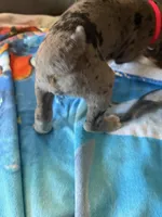 Titan (red), a female Great Dane for sale in Lynchburg, VA – Photo 3 of 5