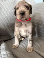 Titan (red), a female Great Dane for sale in Lynchburg, VA – Photo 2 of 5