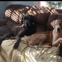 Titan (red), a male Great Dane for sale in Lynchburg, VA – 5 of 10